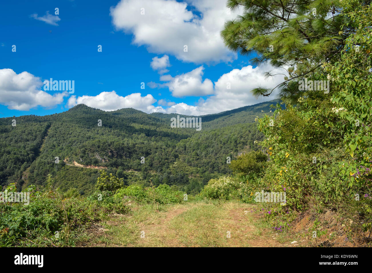 Landschaft mit Trail entlang der Pinien Wald mit den Bergen im Hintergrund. in capulalpam de Mendez, Oaxaca, Mexiko Stockfoto