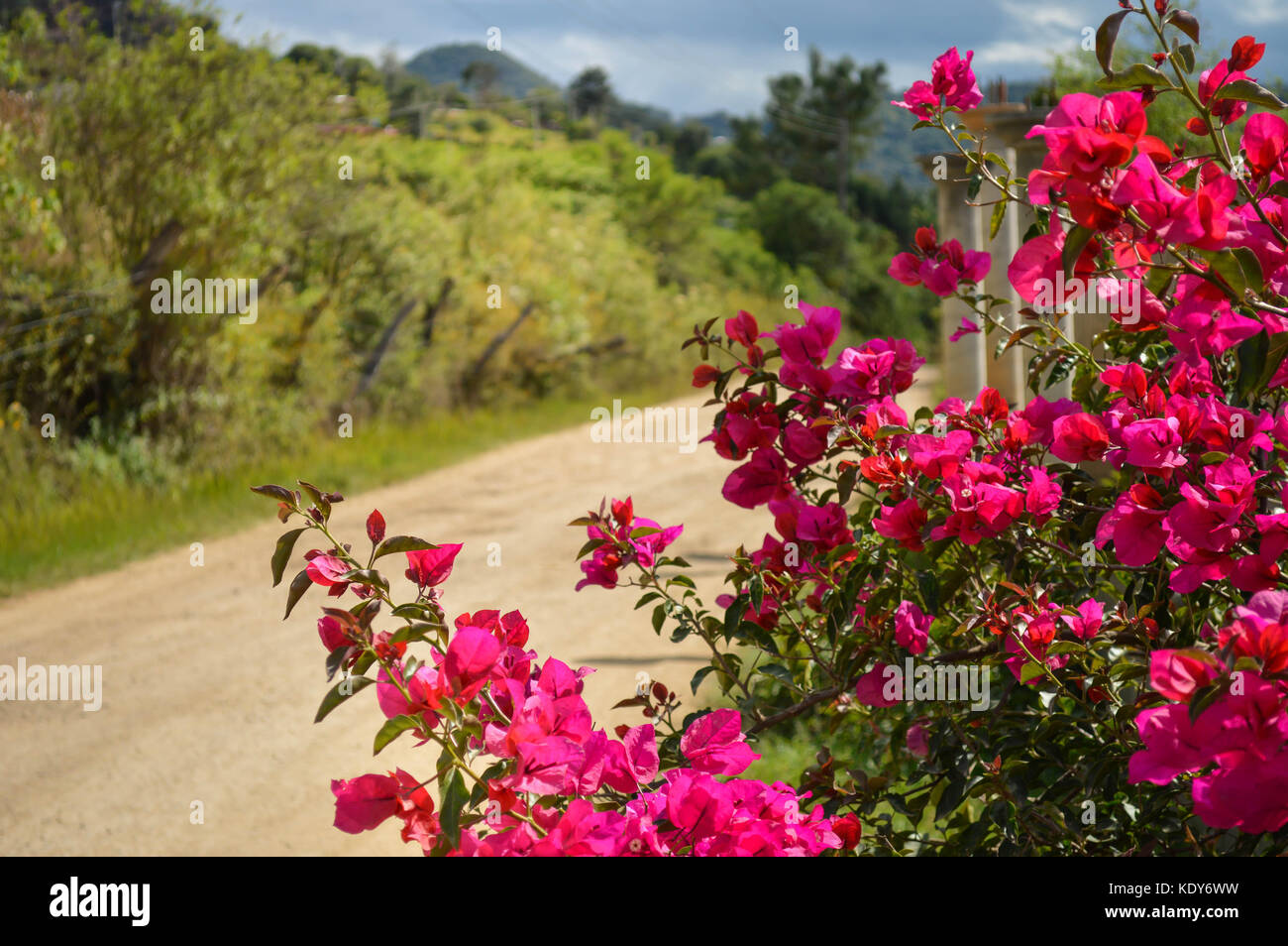 Rosafarbene Bougainvillea Blüten in capulalpam de Mendez, Oaxaca, Mexiko. Sie ist eine der "Pueblos Magicos" Städte. seichte dof Stockfoto