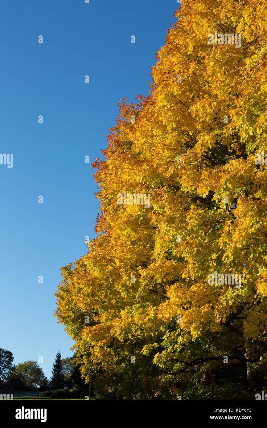 Ein Baum beleuchtet mit leuchtenden Herbstfarben am Minnesota Landscape Arboretum in Chanhassen, MN, USA. Stockfoto