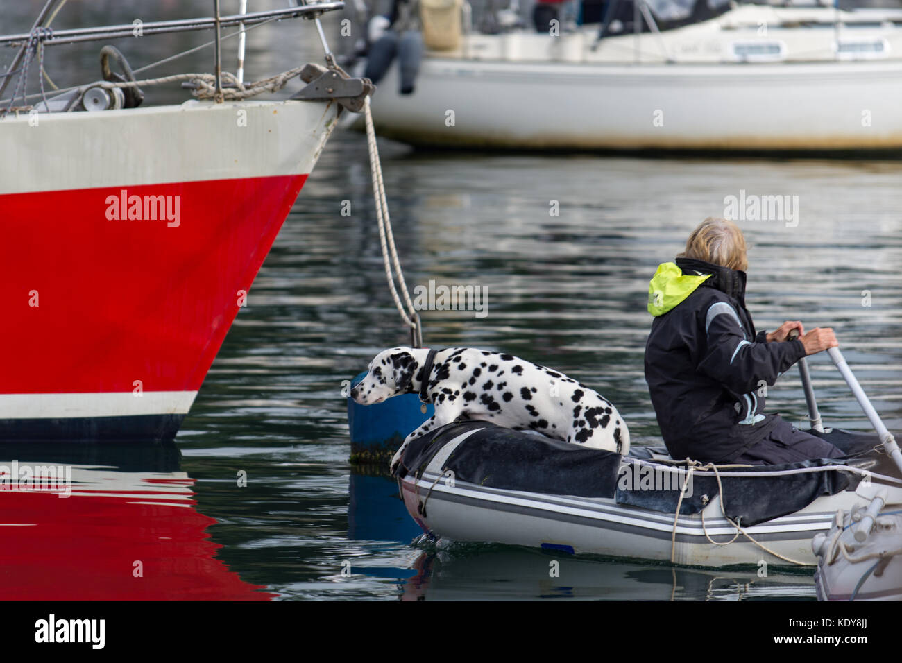 Lady Rudern ein Hund zurück zum Boot nach der morgendlichen Spaziergang Stockfoto