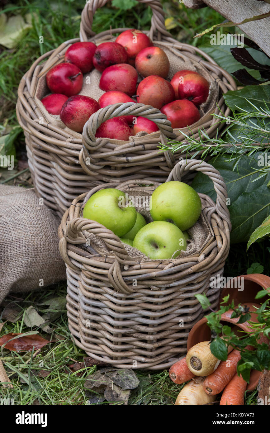 Herbstliche rustikalen Harvest Festival rote und grüne Äpfel bei Weald und Downland Open Air Museum, Herbst, Singleton, Sussex, England anzeigen Stockfoto