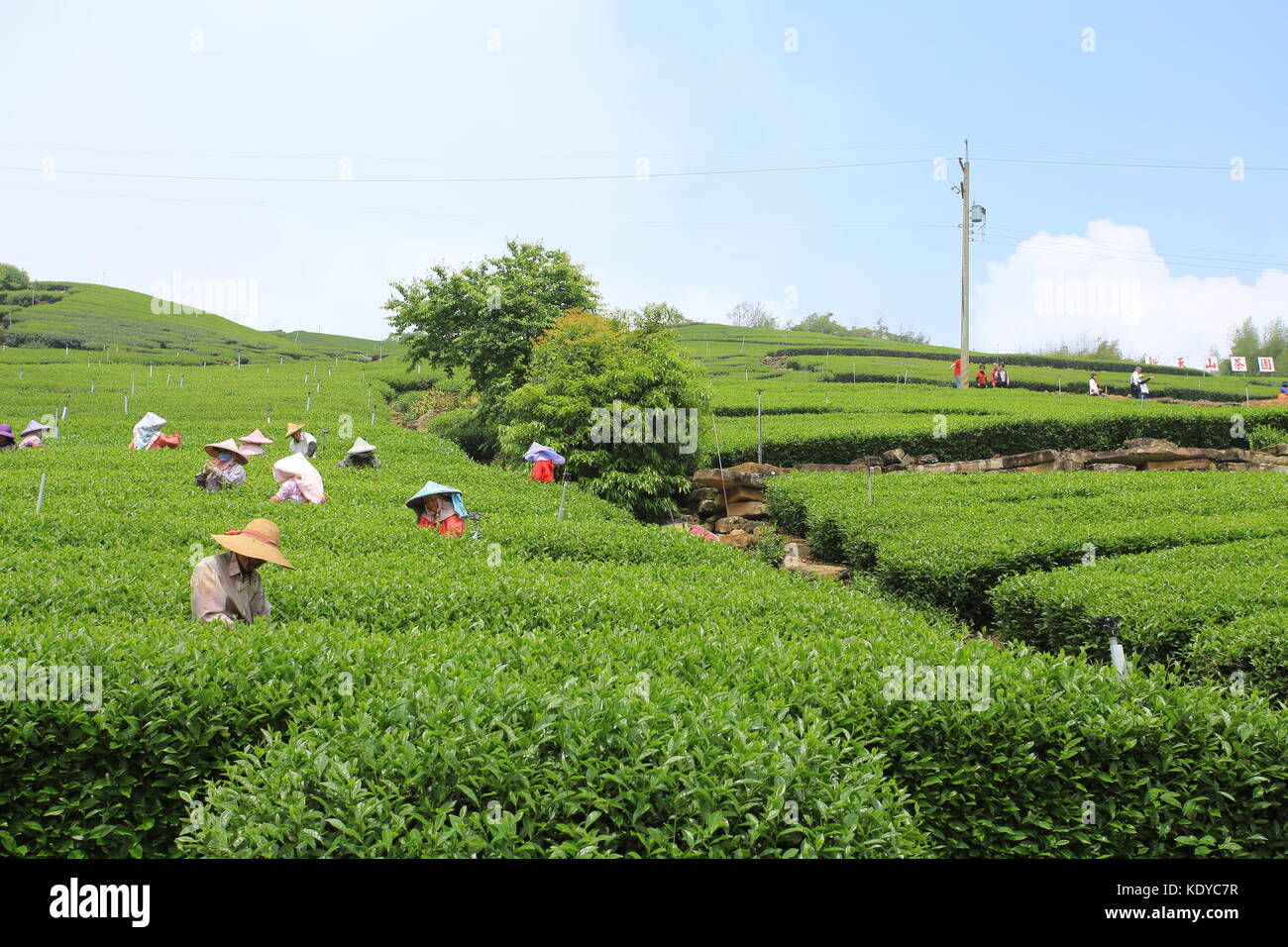 Mitarbeiter sammeln die neue Teeblätter in Kaffee Feld auf Alishan in Chiayi Stockfoto