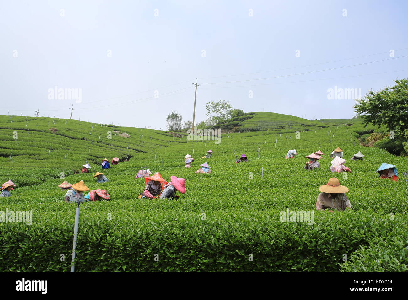 Mitarbeiter sammeln die neue Teeblätter in Kaffee Feld auf Alishan in Chiayi Stockfoto