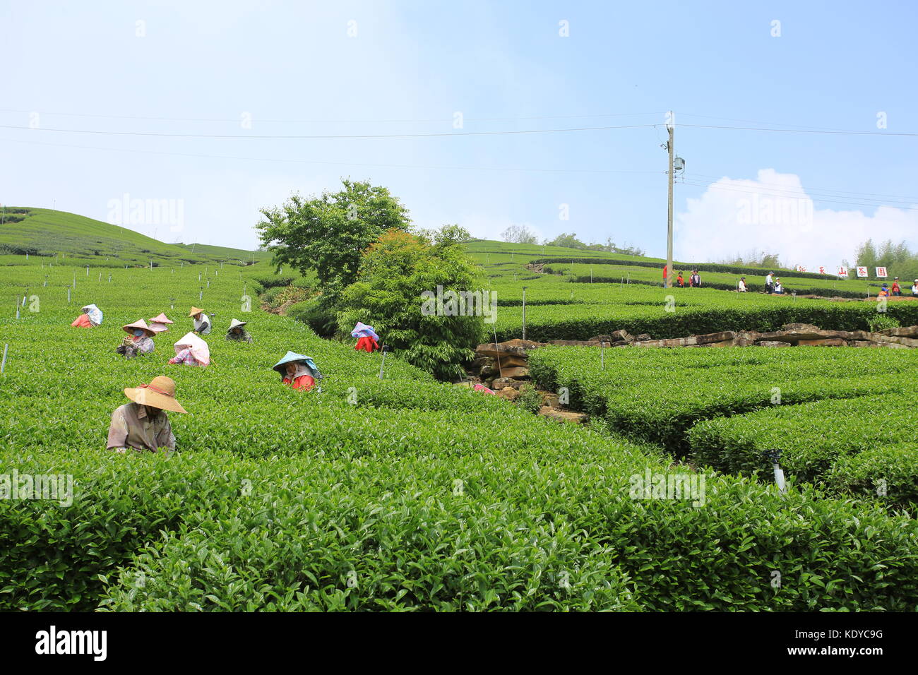 Mitarbeiter sammeln die neue Teeblätter in Kaffee Feld auf Alishan in Chiayi Stockfoto