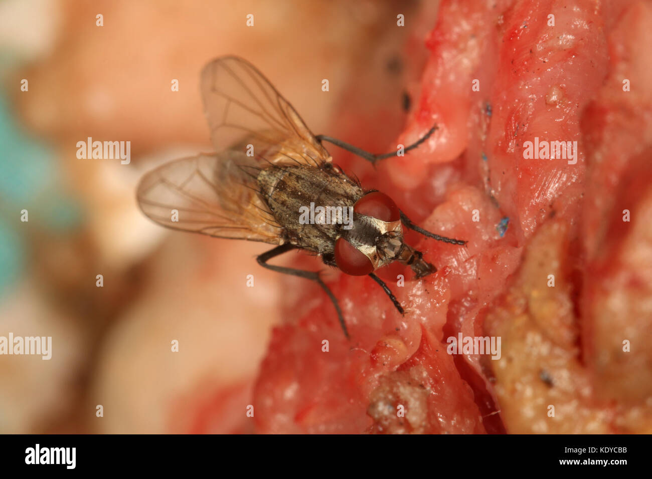 Eine Fliege sitzt auf Essen Stockfoto