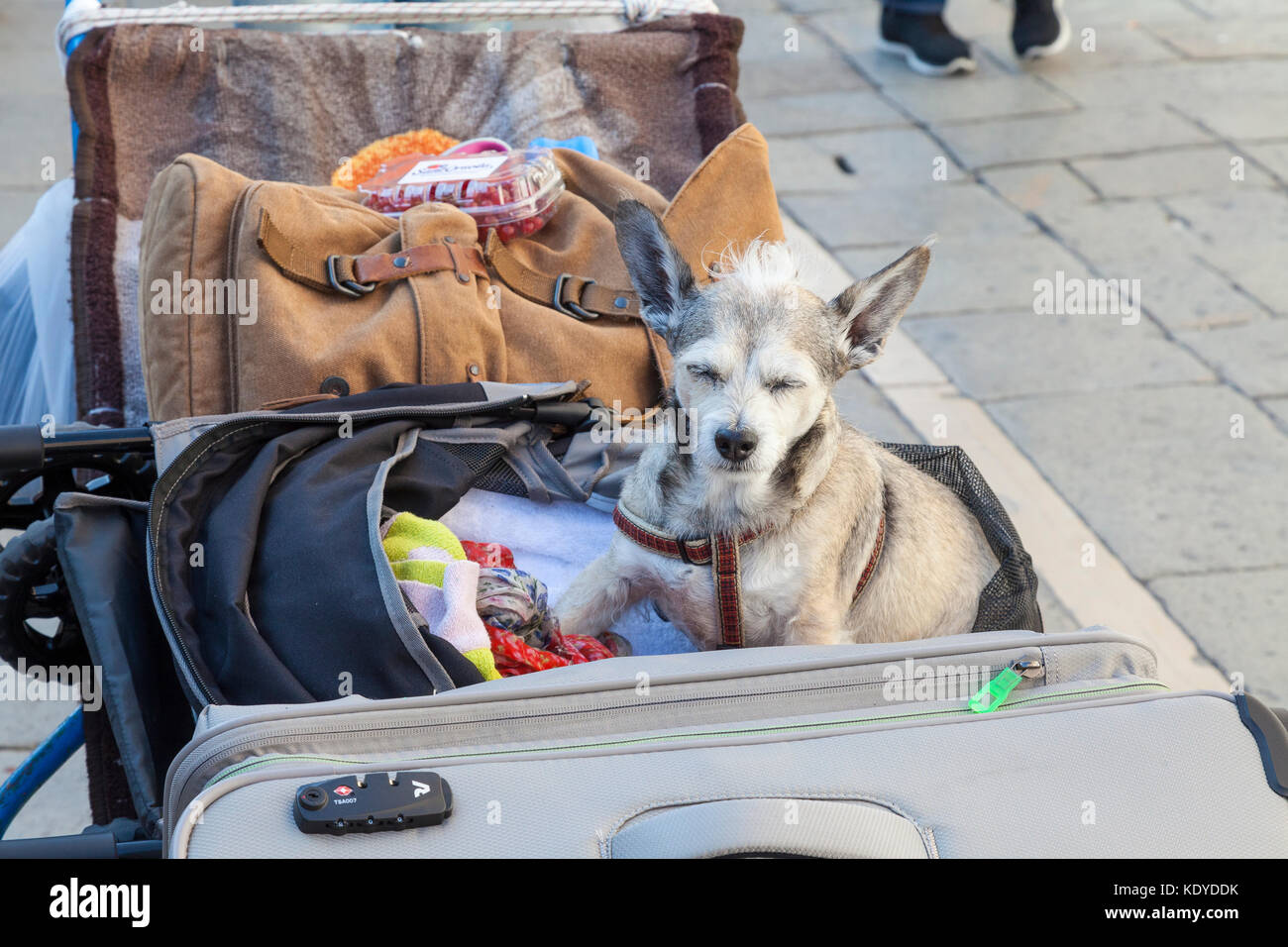 Ruhigen älteren Hund dösend unter den Gepäck auf einem Träger trolley Koffer zu einem Hotel, da es ein Tourist im Urlaub begleitet Stockfoto