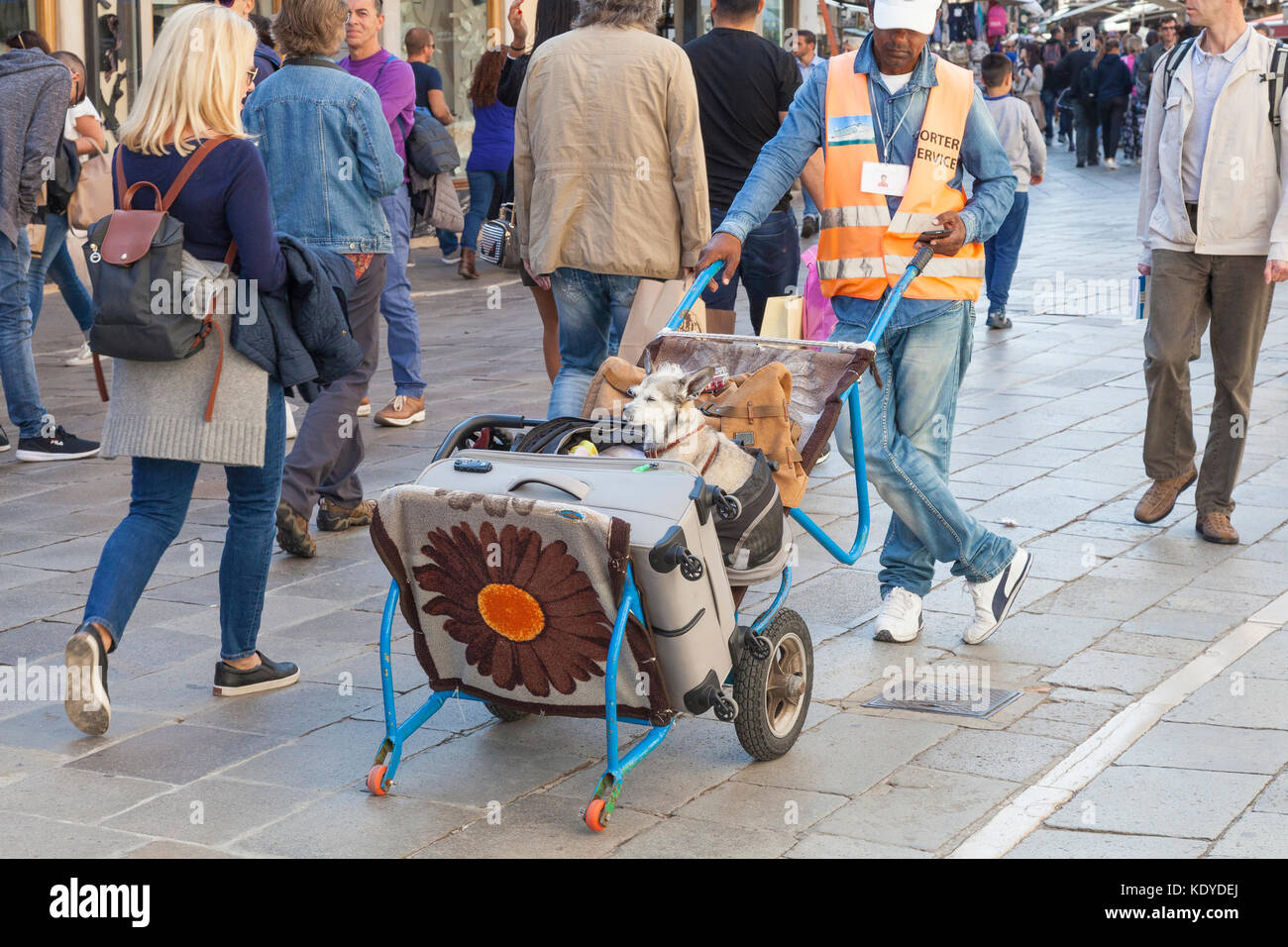 Süße kleine Hund mit Gepäck auf ein Portier Trolley, Venedig, Italien sitzt dösend in einem offenen Babytrage zu einem Tourist Hotel geliefert wird, wie Es accompanie Stockfoto