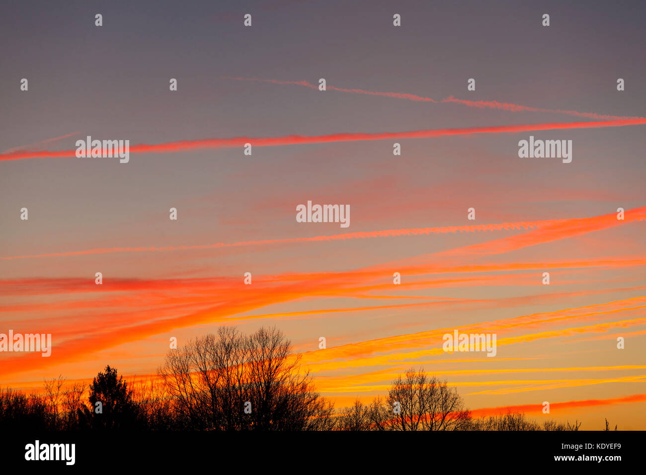 Dramatische rot und orange Kondensstreifen von Jets kreuz und quer durch den Himmel bei Sonnenuntergang mit Silhouetten von Blattlosen Laubbäume im Winter Zweige in der Stockfoto