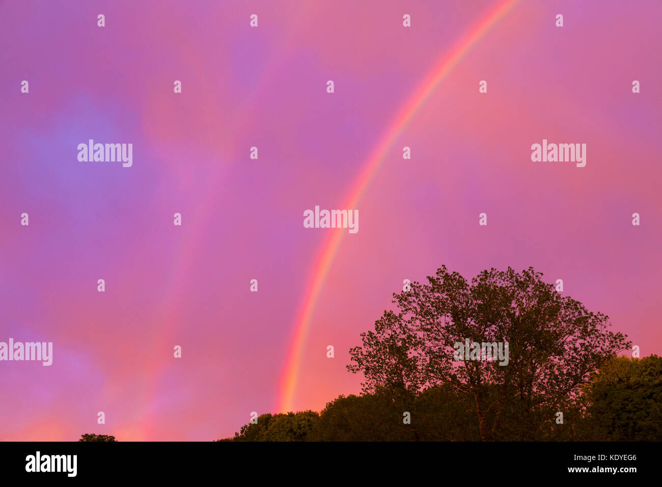 Bunte Double Rainbow in einem dramatischen Pinky lila Sonnenuntergang Himmel über Frühling Wald in der Dämmerung mit hellen Wolken Stockfoto