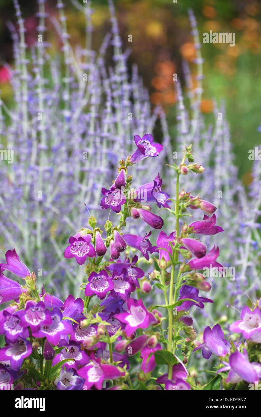 Penstemon und Russische Salbei in den späten Sommer Garten Grenze Stockfoto