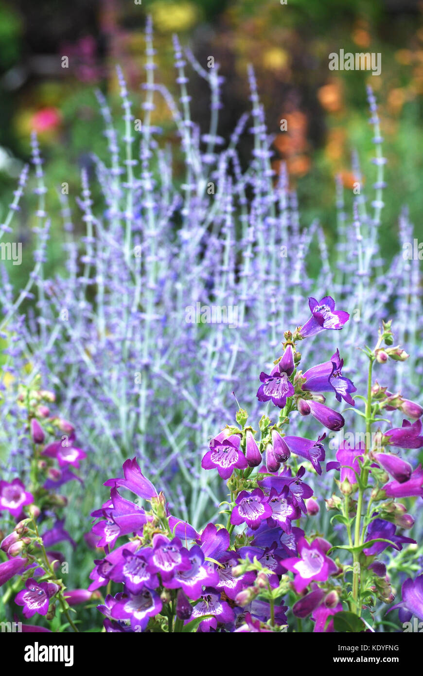 Penstemon und Russische Salbei in den späten Sommer Garten Grenze Stockfoto