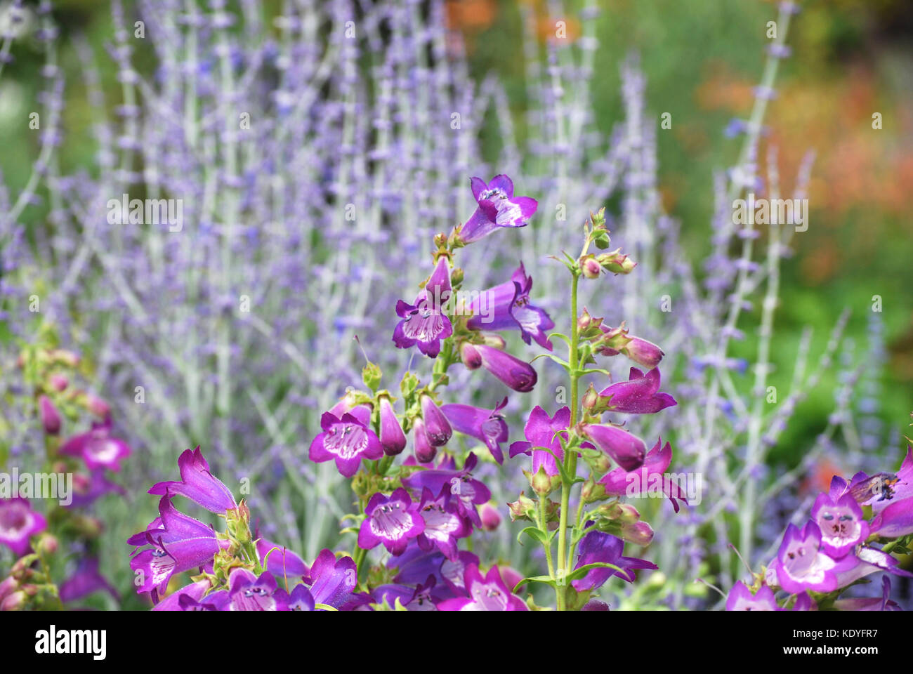 Stauden Salbei Stockfotos und bilder Kaufen Alamy