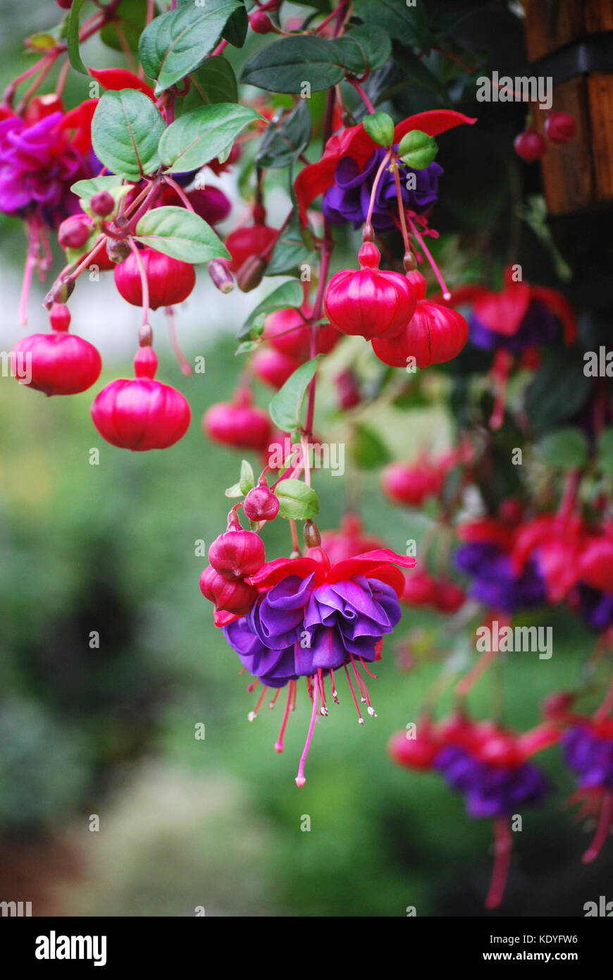 Hängende Körbe von Fuschia in voller Blüte Stockfoto