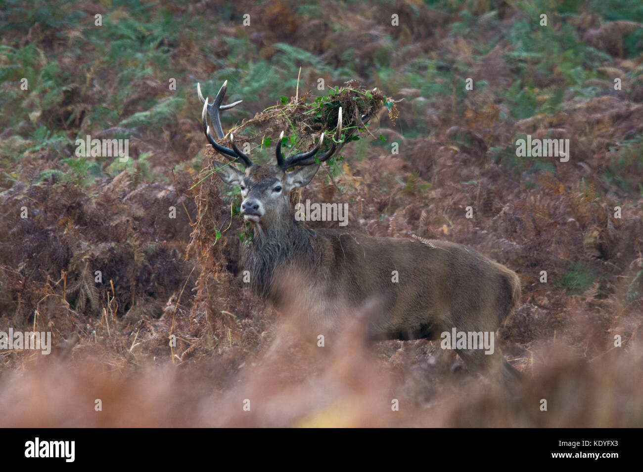 Red deer Hirsch mit Geweih mit adlerfarn während der Brunftzeit im Herbst im Richmond Park, London, UK geschmückt Stockfoto