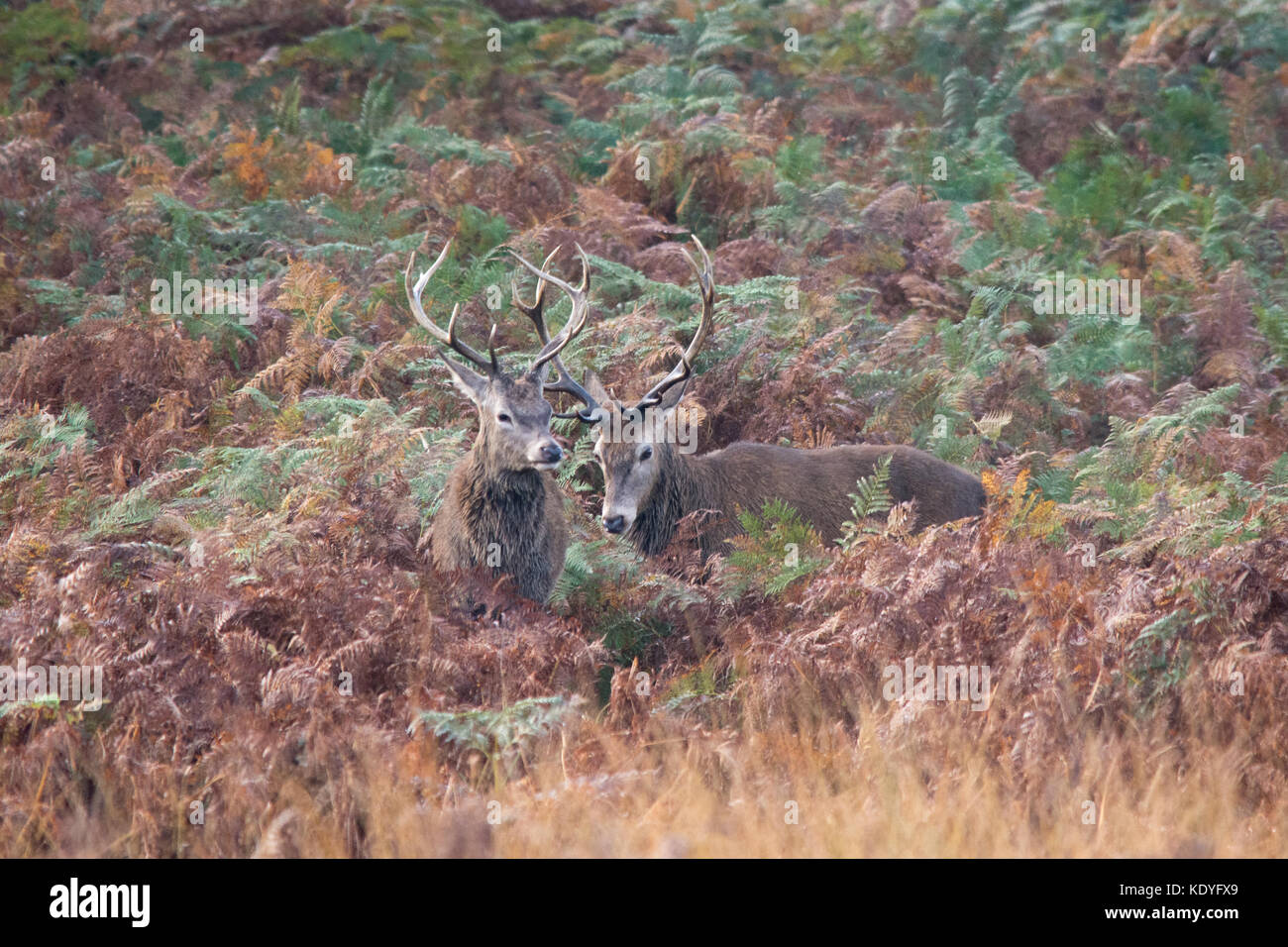 Rotwild Hirsche während der Brunftzeit im Herbst im Richmond Park, London, UK Stockfoto