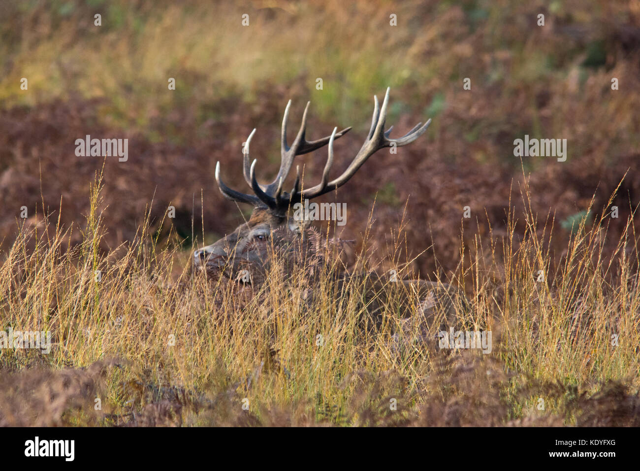 Red deer Hirsch während der Brunftzeit im Herbst im Richmond Park, London, UK Stockfoto