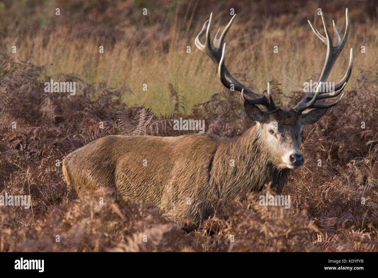 Red deer Hirsch während der Brunftzeit im Herbst im Richmond Park, London, UK Stockfoto