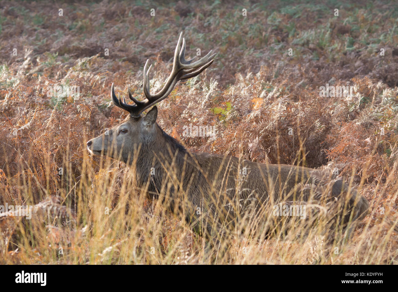 Red deer Hirsch während der Brunftzeit im Herbst im Richmond Park, London, UK Stockfoto