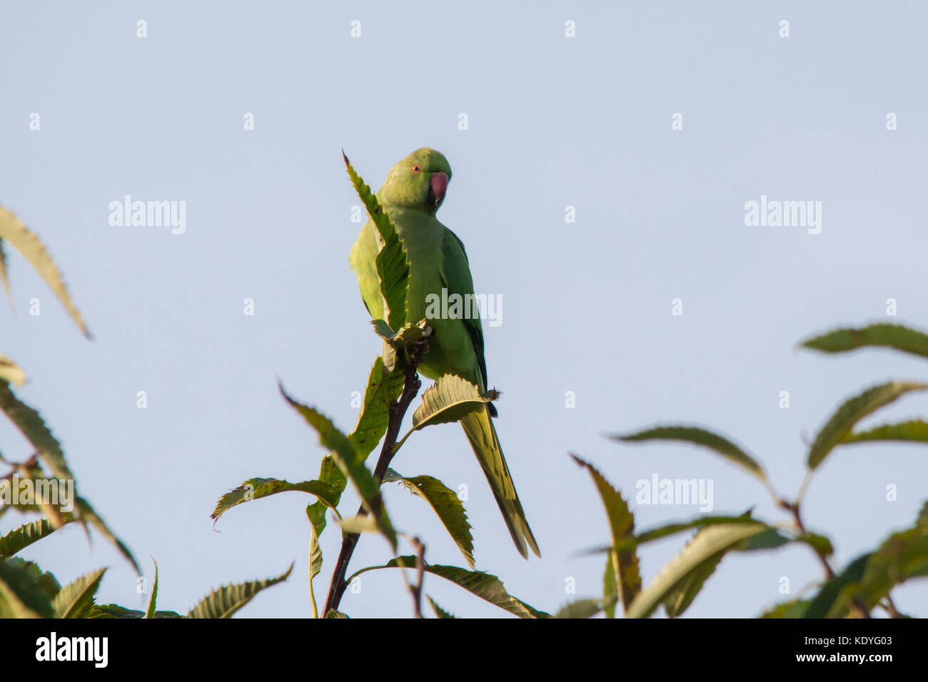 Ring-necked parakeet Vogel, auch bekannt als Rose-ringed parakeet (Psittacula krameri) oben an einem Baum im Richmond Park, Greater London, UK gehockt Stockfoto