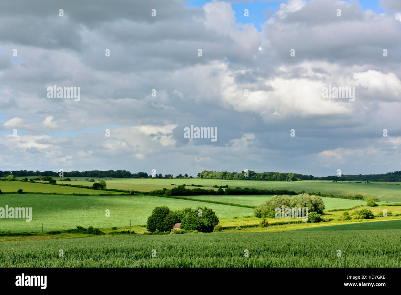 Grüne Felder der Landschaft von Wiltshire mit Wolken und Sonnenschein Stockfoto