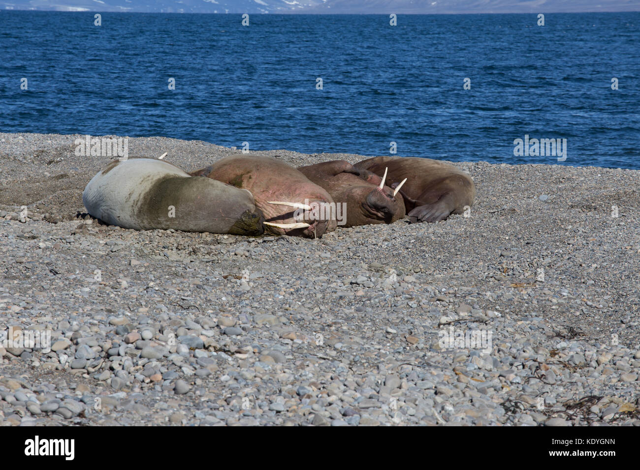 Vier männliche Walrosse "ausgeschleppt" am Strand in Spitzbergen, Spitzbergen. Stockfoto