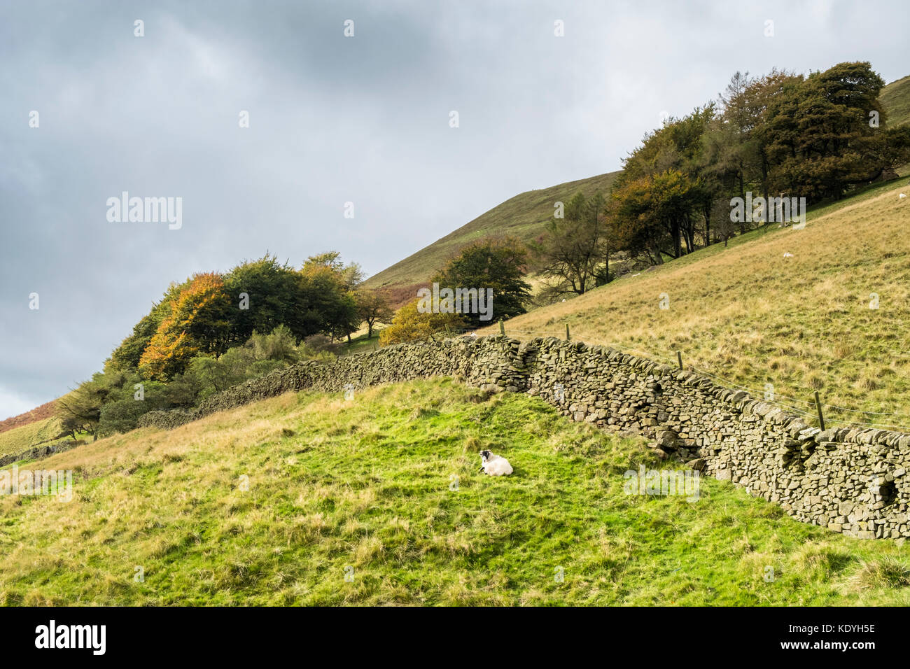 Derbyshire Landschaft im Herbst. Felder und Bäume am Hang des Broadlee Bank Tor, Alfreton, Derbyshire, Peak District National Park, England, Großbritannien Stockfoto
