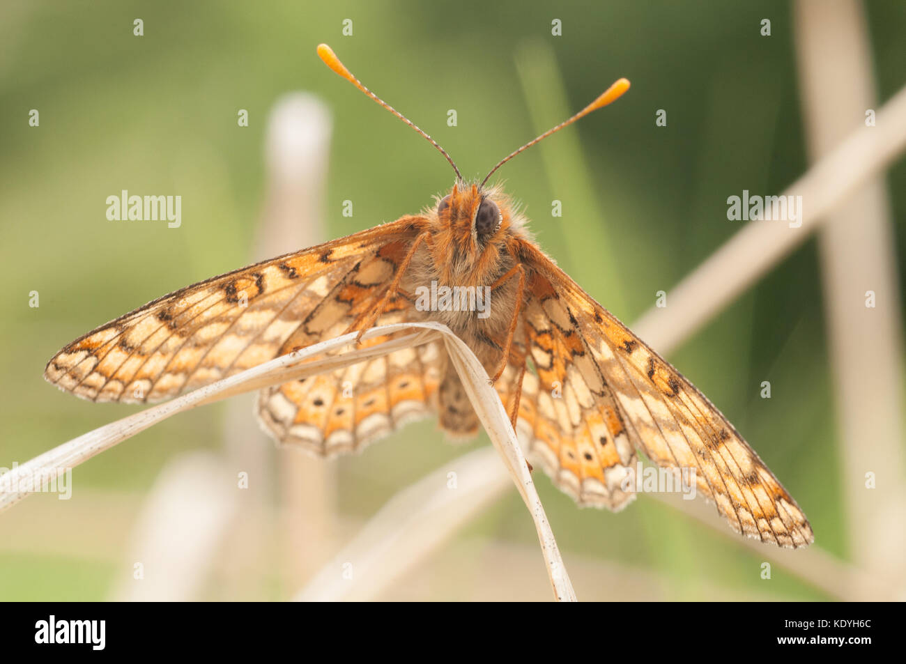 Marsh fritillary Basking in der Frühlingssonne, Wales Stockfoto