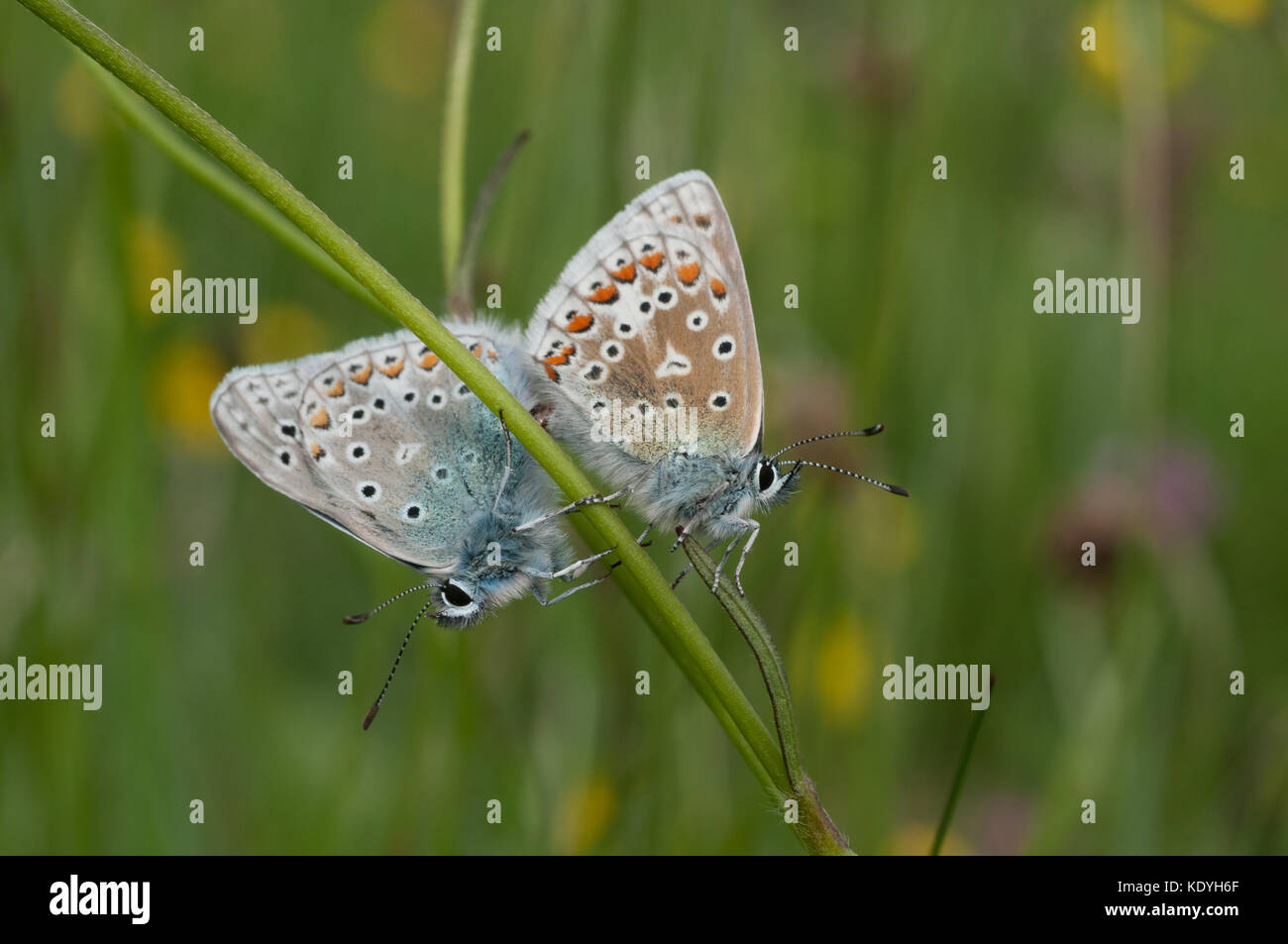 Gemeinsame blaue Schmetterlinge Paarung, einmal einen gemeinsamen Arten ist heute ein stark rückläufig. Stockfoto