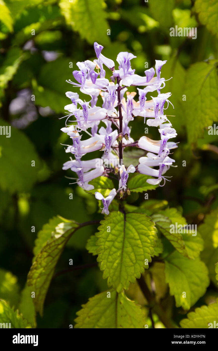 Blume Leiter der Ausschreibung strauchigen mehrjährig mint Bush, Plectranthus 'Mona Purple' Stockfoto