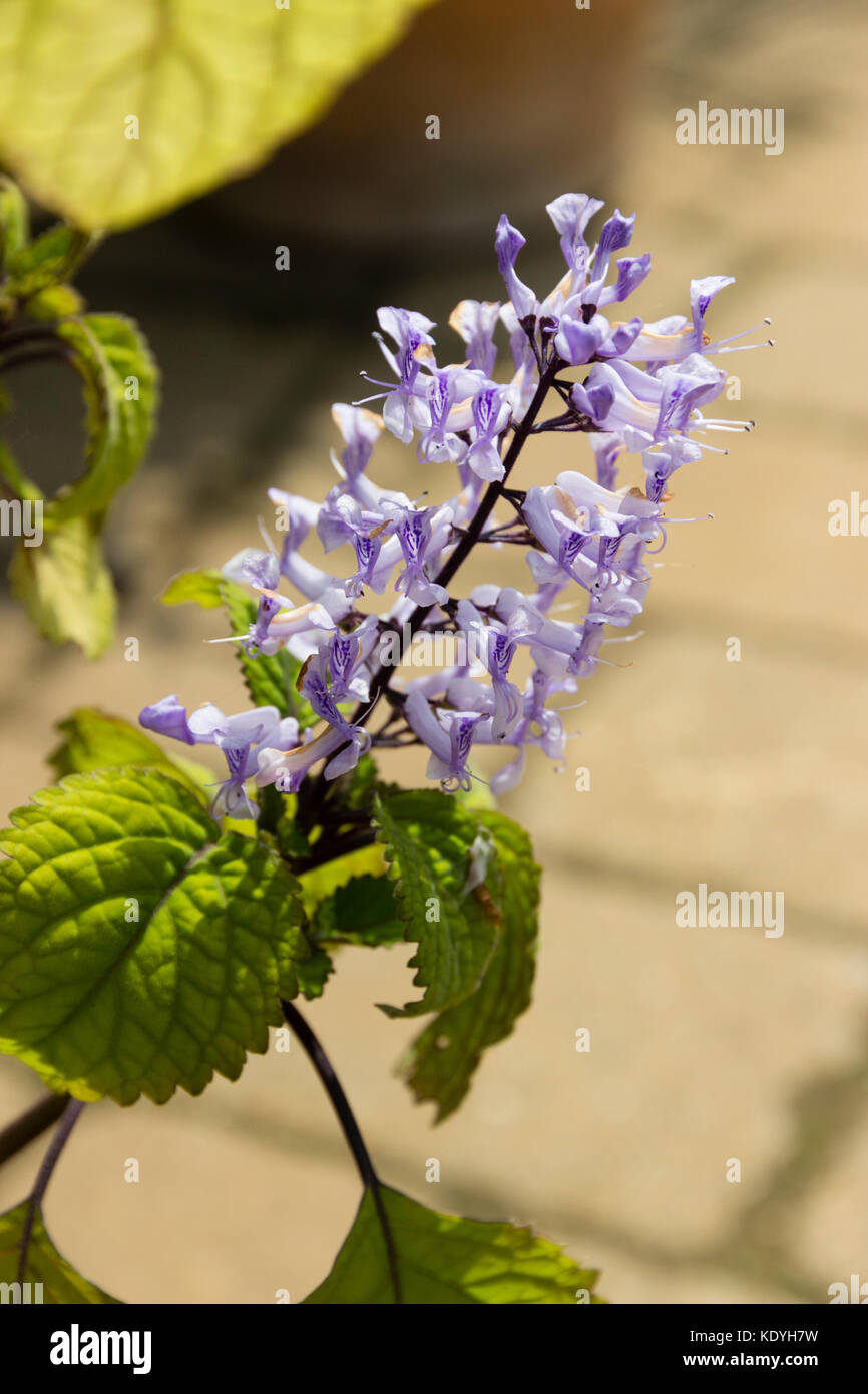 Blume Leiter der Ausschreibung strauchigen mehrjährig mint Bush, Plectranthus 'Mona Purple' Stockfoto