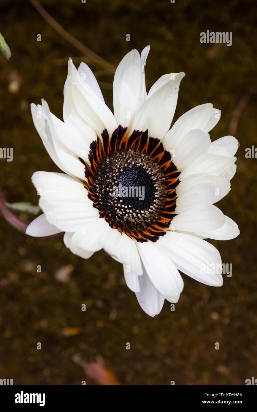Große, dunkle Augen, weiße blättrige Blume der Cape Daisy, Venidium fastuosum Stockfoto