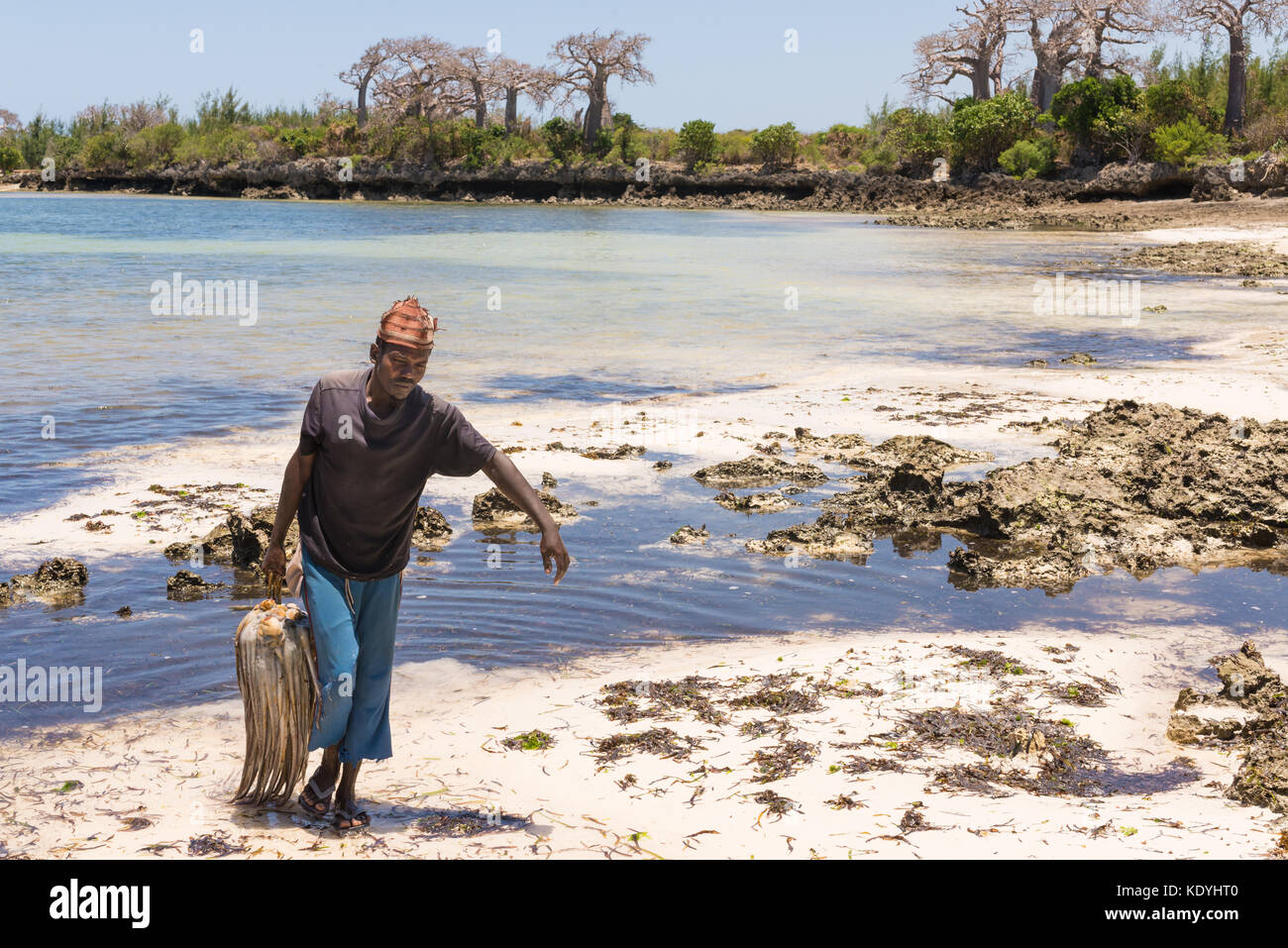 Afrikanische Speer fischer Durchführung frisch riesige Kraken zu Fuß in einer unberührten tropischen Strand mit Baobab im Hintergrund gefangen. Pemba, Sansibar, Tanz Stockfoto