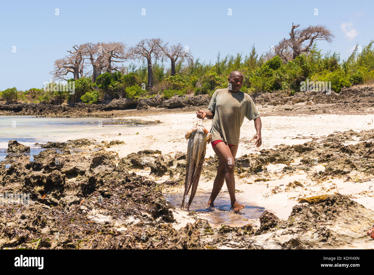 Afrikanische Speer Fischer Holding frisch riesige Kraken zu Fuß in einer unberührten tropischen Strand mit Baobab im Hintergrund gefangen. Pemba, Sansibar, tanza Stockfoto