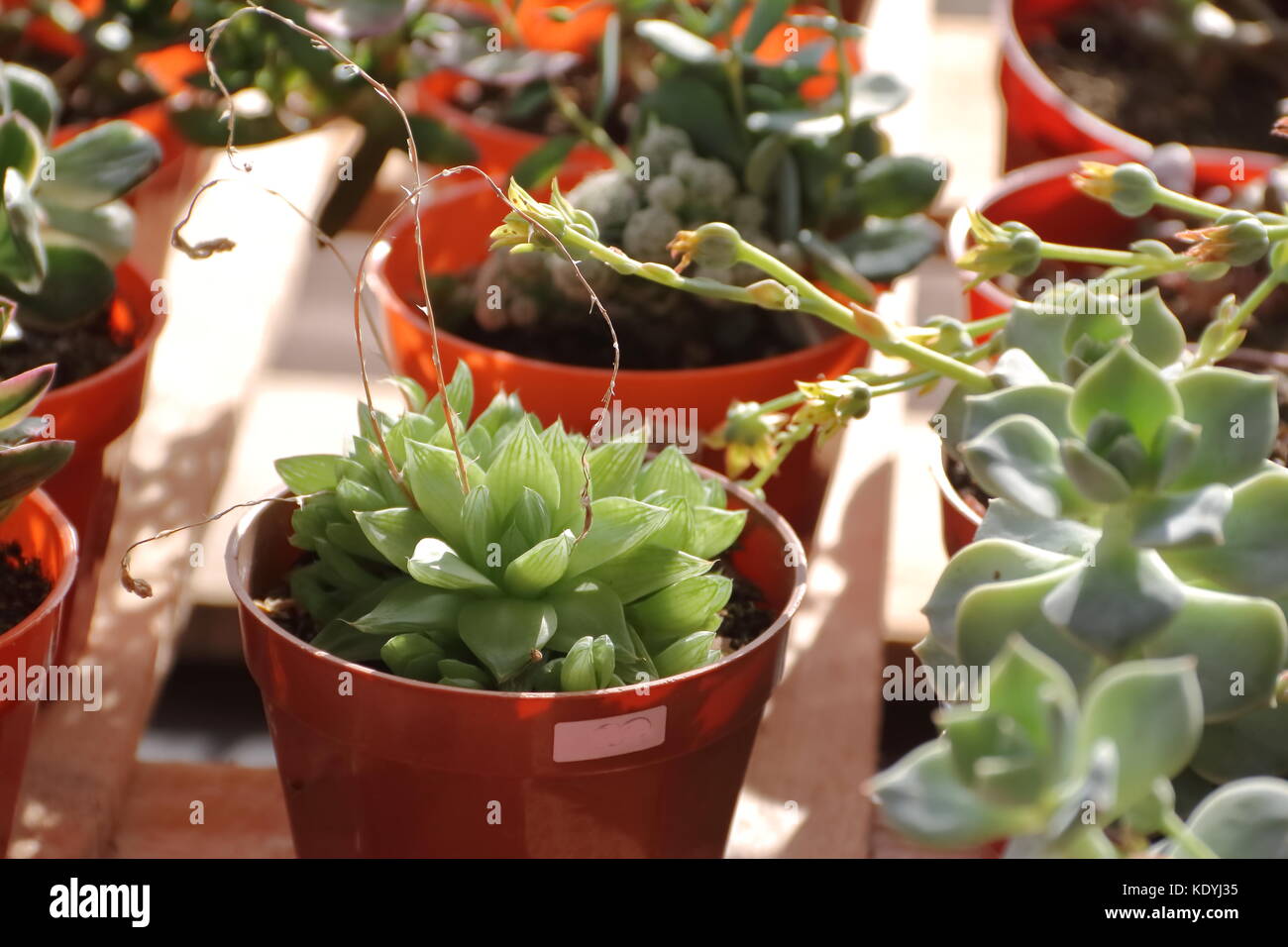 Kakteen und Sukkulenten in der Blüte im Frühjahr Stockfoto