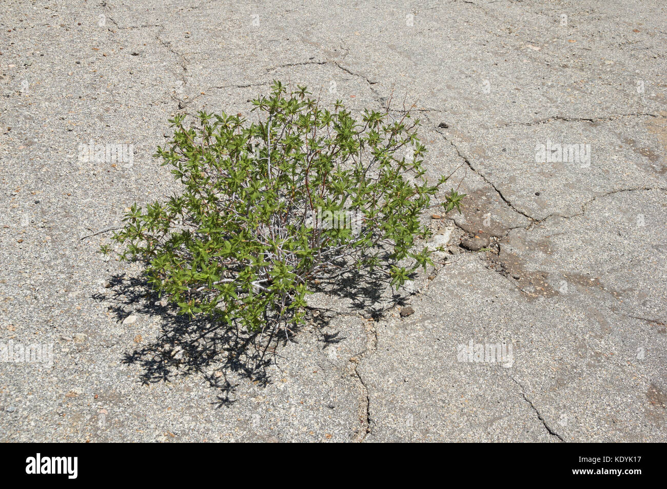 Pflanze wächst durch einen Riss im alten Asphalt Stockfoto
