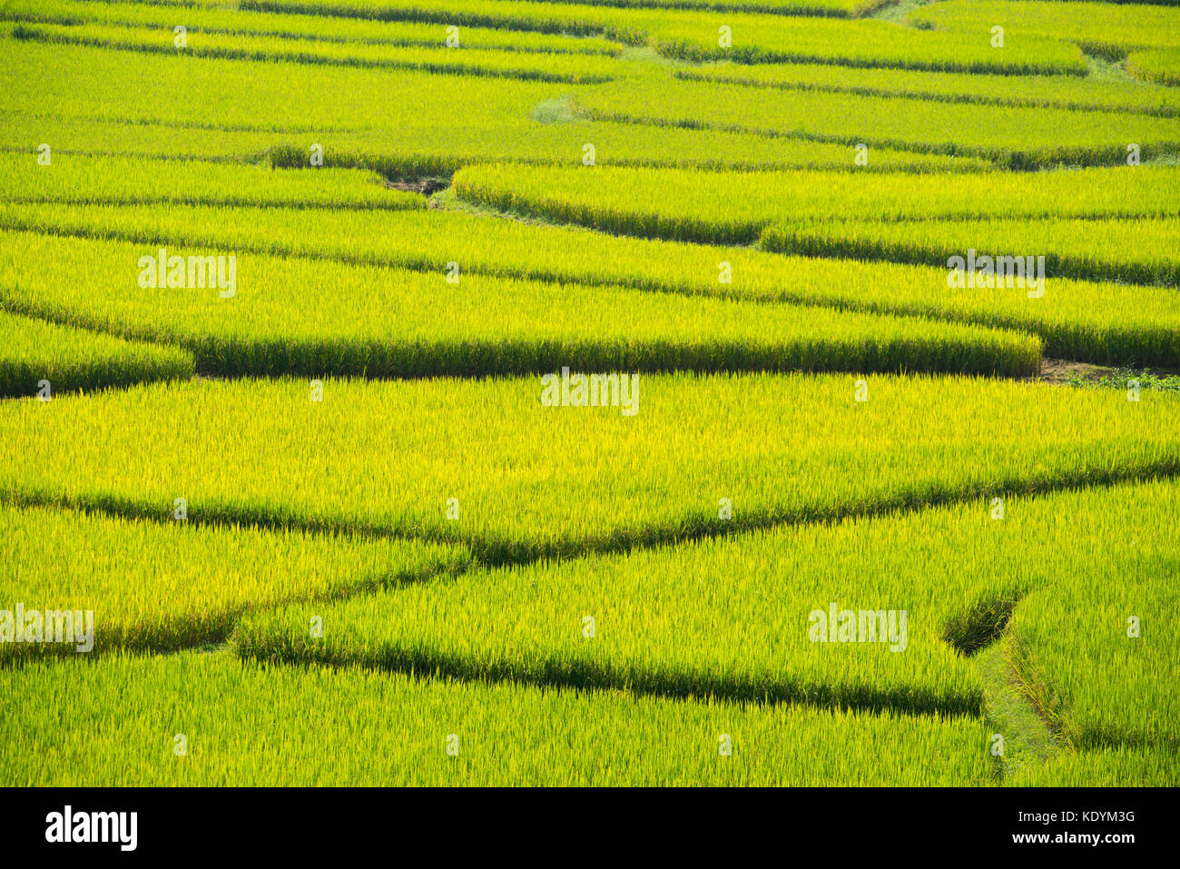 Grüne terrassierten Reisfeldern in Nan, Thailand. schießen aus. Stockfoto