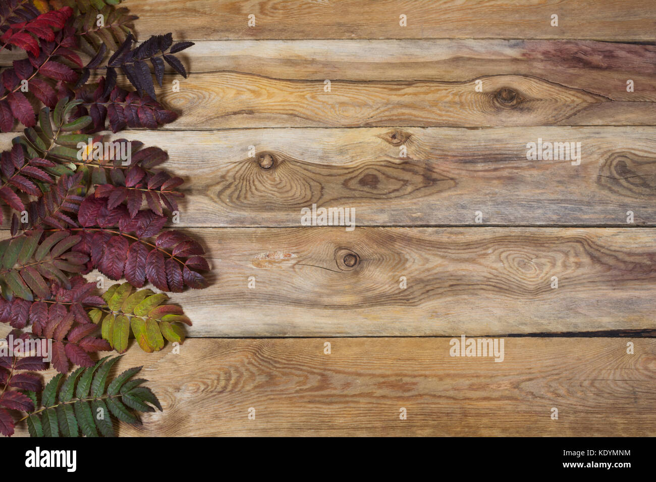 Happy Thanksgiving Gruß mit bunten Herbst rowan Blätter auf der linken Seite des alten Holztisch. Herbst Hintergrund Kopie Raum Stockfoto