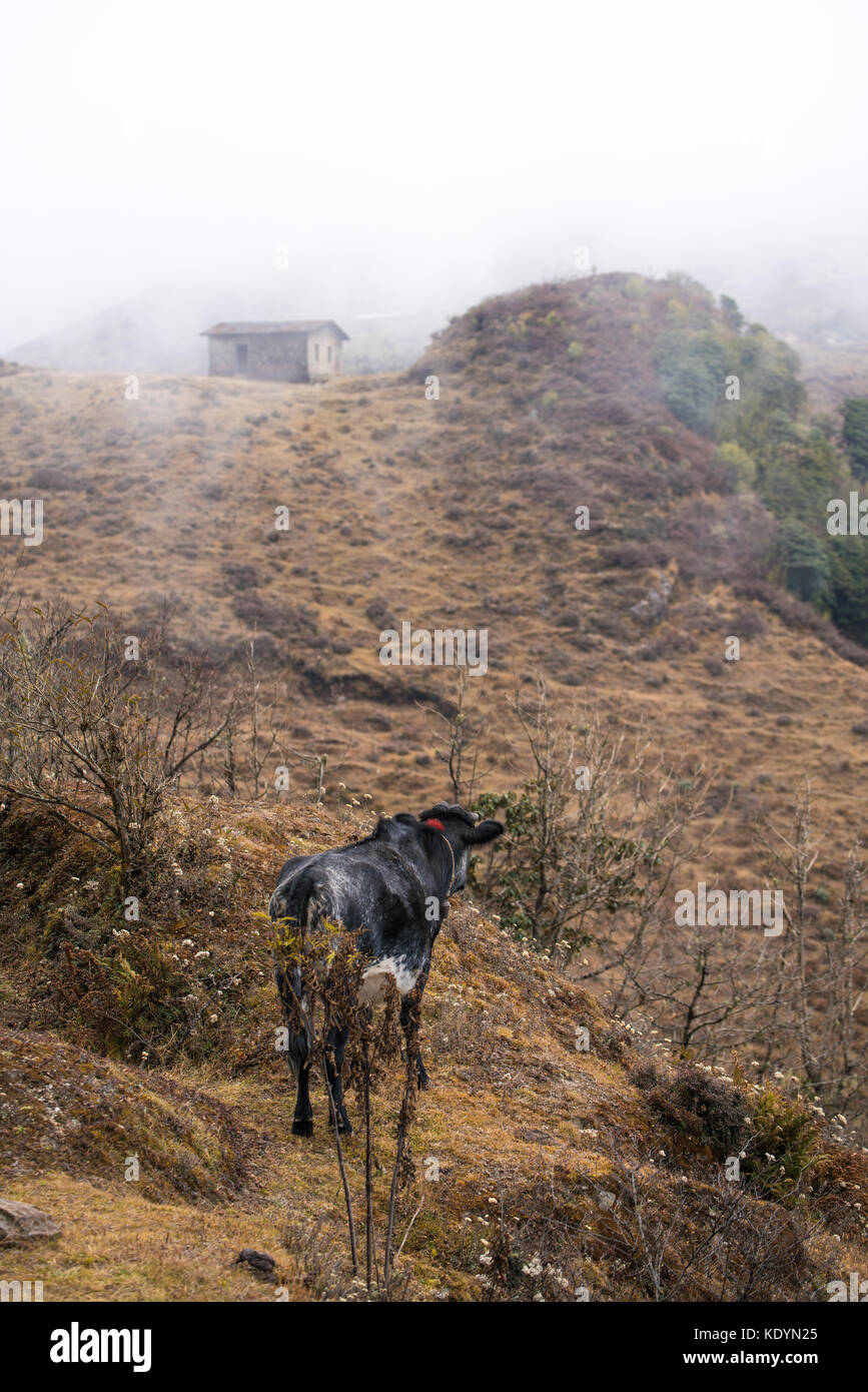 Yak leben in der Natur rund um Bahn auf der Straße am Berg Stockfoto