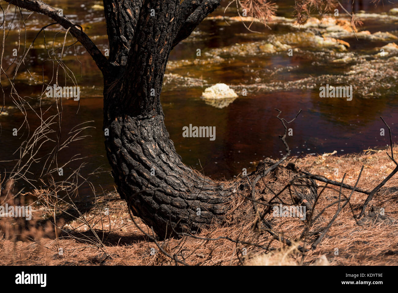 Verbrannt sehnt sich nach einem Waldbrand, Rio Tinto, Rio Tinto Minen, Huelva, Andalusien, Spanien Stockfoto