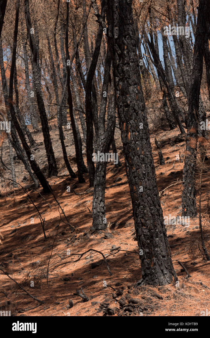 Verbrannt sehnt sich nach einem Waldbrand, Rio Tinto, Rio Tinto Minen, Huelva, Andalusien, Spanien Stockfoto