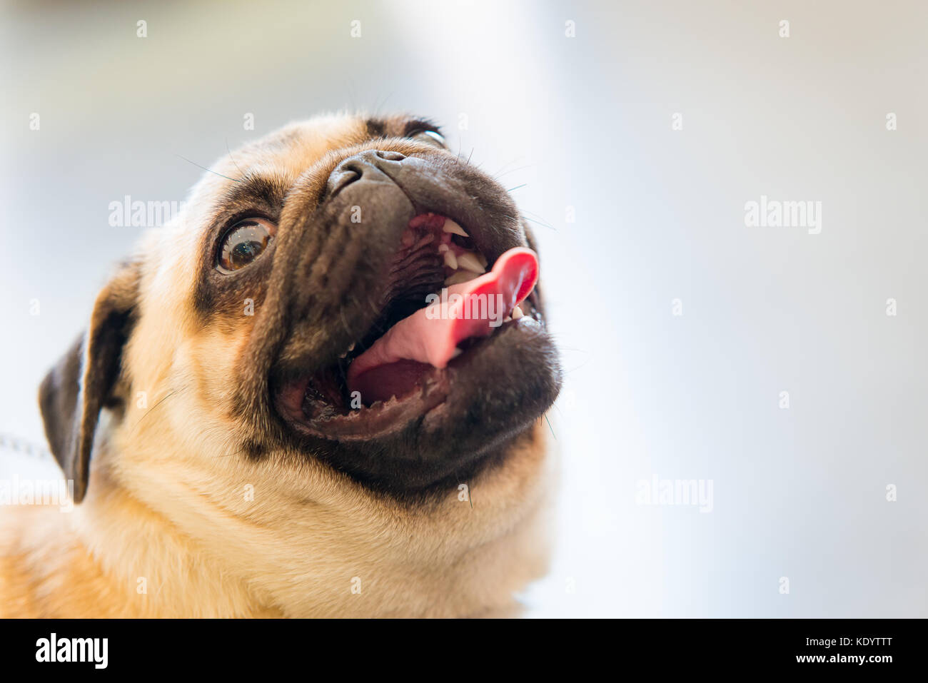Close-up Portrait von pug Carlino suchen. Kopieren Sie Platz für Text Stockfoto
