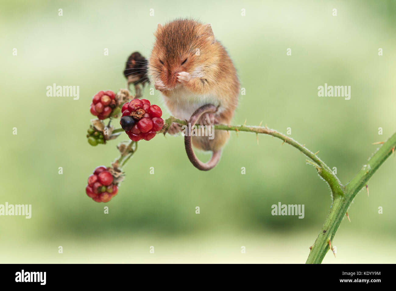 Ernte Maus (Micromys Minutus) Großbritannien auf Brombeeren Stockfoto