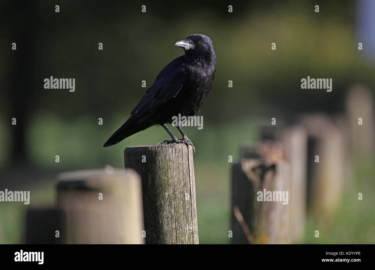 Krähe an wollaton Park, Nottingham Stockfoto