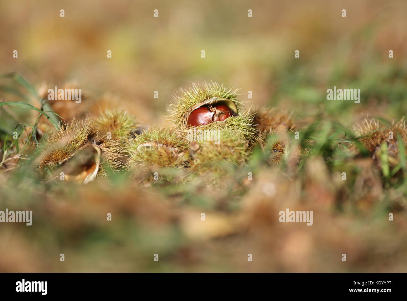 Herbstkastanien. Nüsse und Muscheln verstreut im Wollaton Park, Nottingham, England. Stockfoto