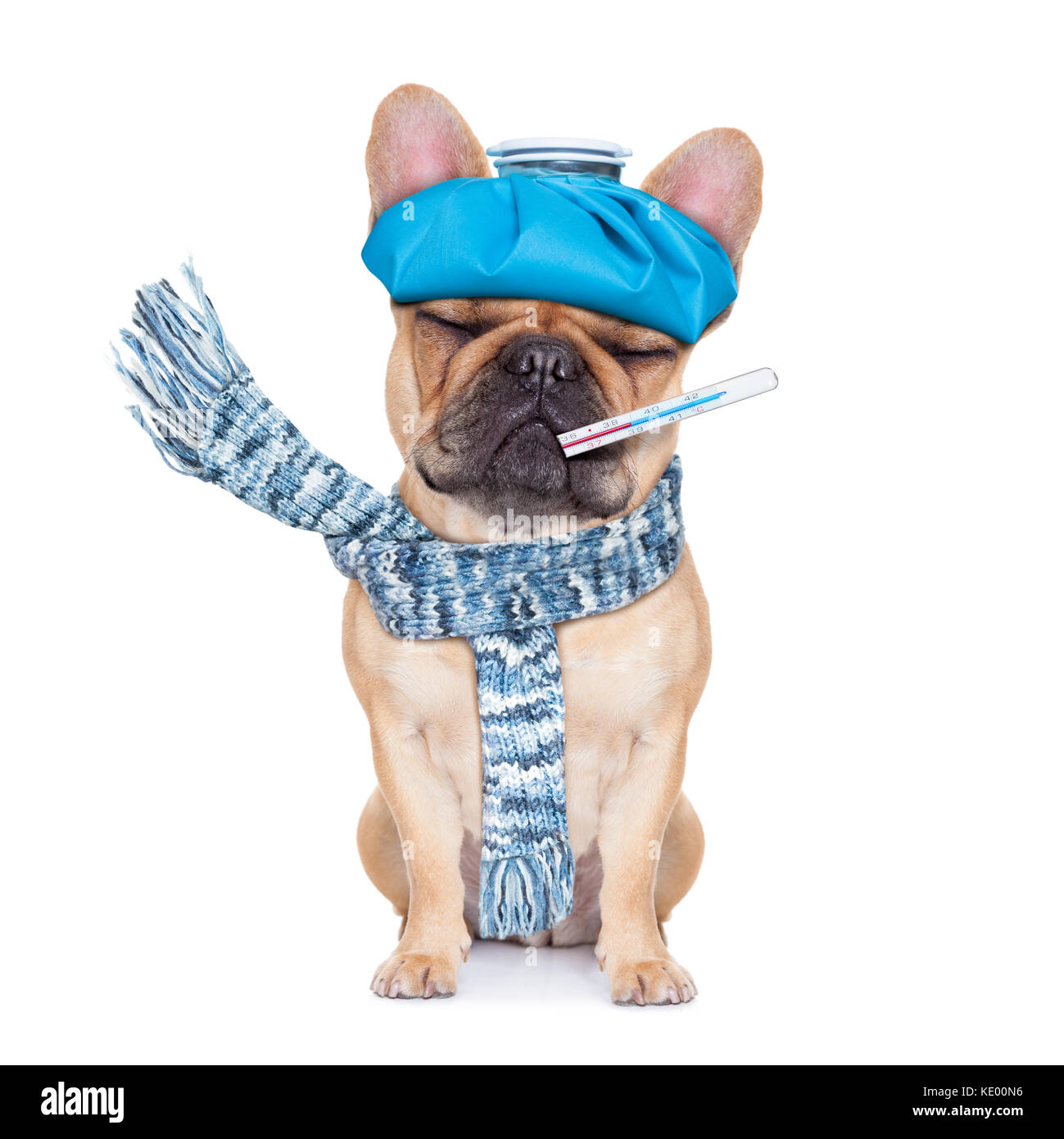 Französische Bulldogge Hund mit Kopfschmerzen und Kater mit eisbeutel oder Ice Pack auf Kopf, Thermometer in den Mund mit hohem Fieber, geschlossenen Augen leiden, isolieren Stockfoto