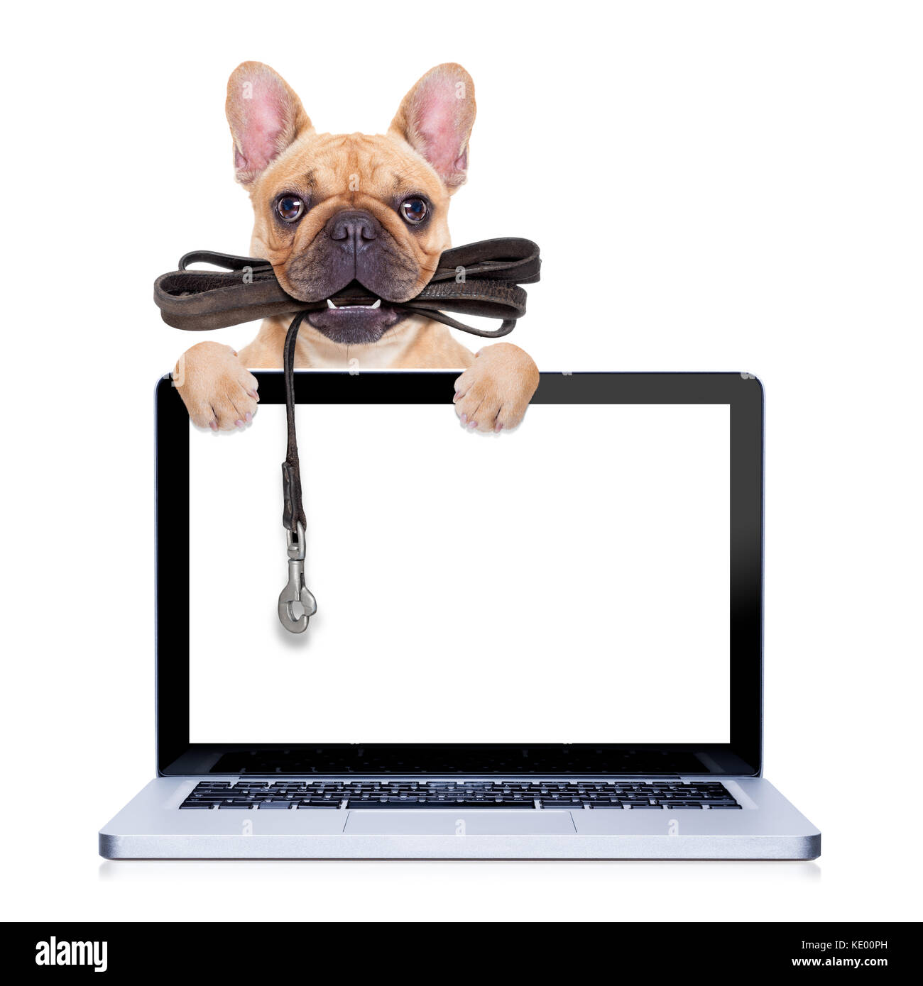 Fawn französische Bulldogge mit Leder Leine für einen Spaziergang mit Eigentümer bereit, hinter einem Laptop-PC und Bildschirm, auf weißem Hintergrund isoliert isoliert Stockfoto