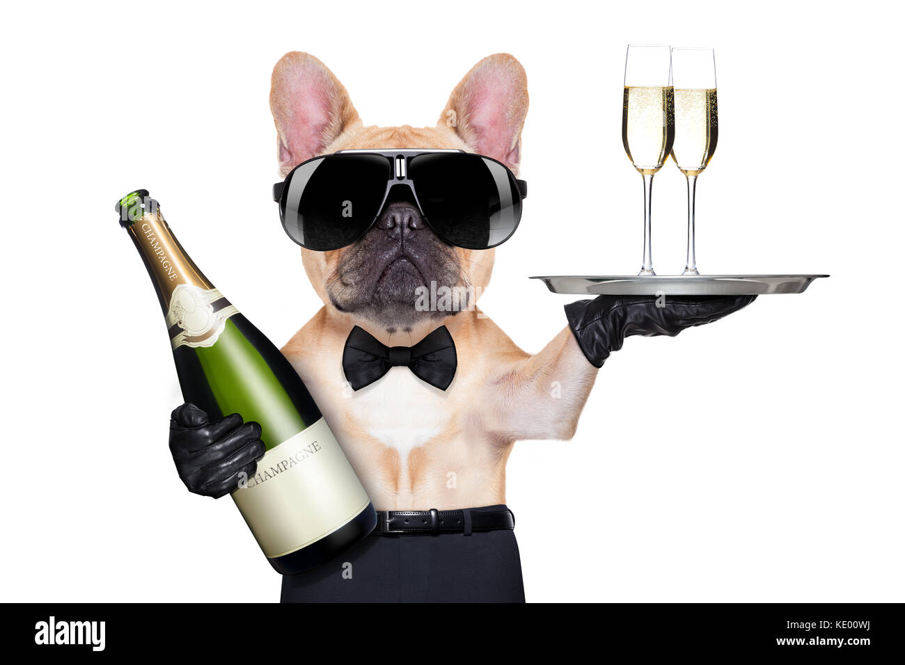 Französische Bulldogge mit Champagner Flasche, Holding ein service Tablett  mit Gläsern, bereit, auf Toast, auf weißem Hintergrund Stockfotografie -  Alamy