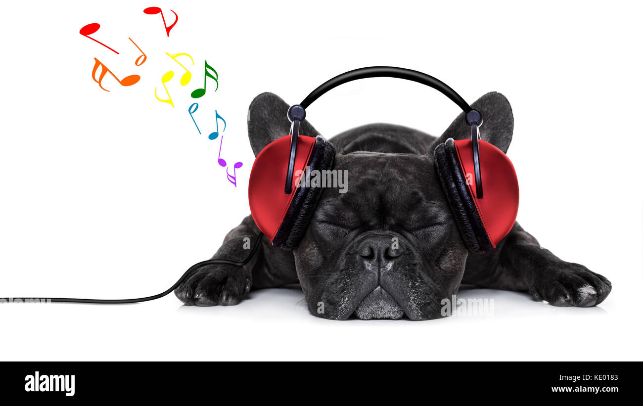 Französische Bulldogge hund Hören von Musik über Kopfhörer oder