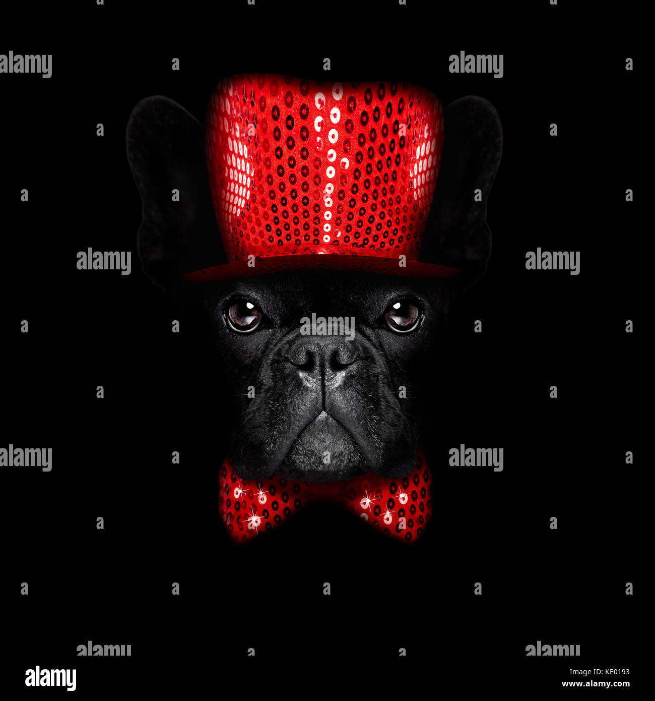 Französische Bulldogge Hund mit Silvester Hut für die Weihnachtsferien auf schwarz dunkel dramatischen Hintergrund gekleidet Stockfoto