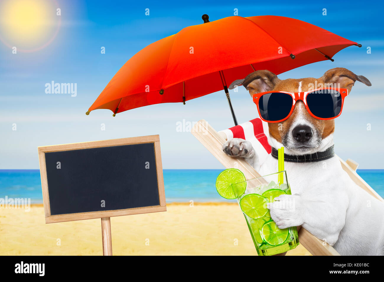 Jack Russell Hund am Strand auf einer Hängematte, mit Cocktail Glas